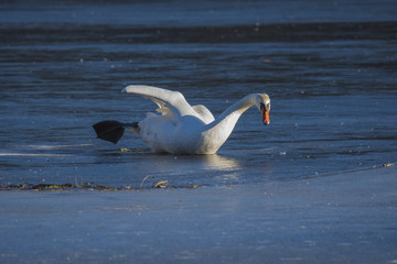Swan taking od position on the iceedge