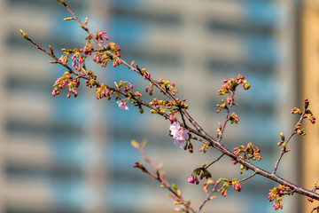 Kawazu cherry tree