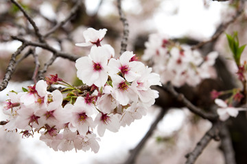 Closed up of sakura (Cherry) blossom background