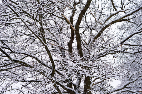 Vackra tr&auml;d och grenar i vinterskrud 6/13