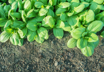 Chinese cabbage (bok choy) farm background