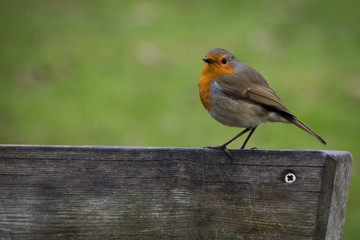 European robin on wooden post in winter