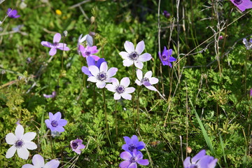 wild flowers in Cyprus 