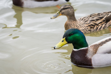 Close up of vibrant head of male mallard duck with brown female in background