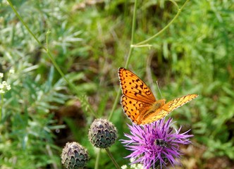 butterfly in nature
