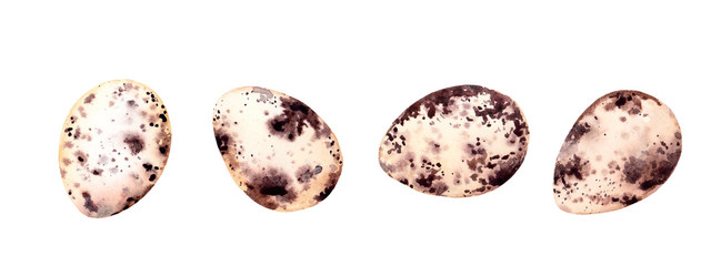 Spotted quail bird eggs set. Watercolor