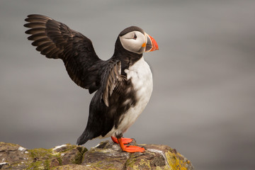Puffin (Fratercula arctica), Borgarfjordur Eystri, Iceland
