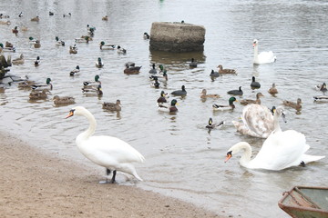 swans on lake