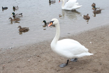 swan