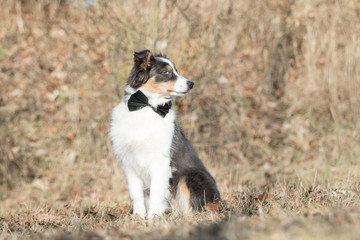 Border Collie Hund Welpe mit schwarzer Fliege
