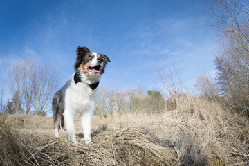 Border Collie Hund Welpe im Gras