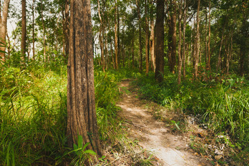 View of tree in the forest Phu Soi Dao, Thailand.