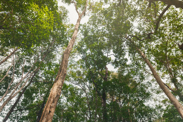 Upward view of tree in the forest Phu Soi Dao, Thailand.