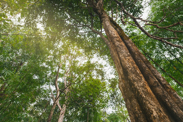 Fototapeta premium Upward view of tree in the forest Phu Soi Dao, Thailand.