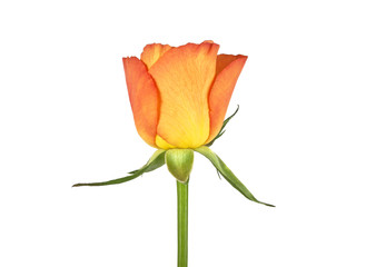 Naklejka premium Orange rose isolated on white background