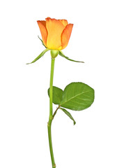 Orange rose isolated on white background