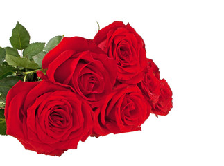 Red roses on a white background