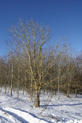 Kahle Bäume im Schnee