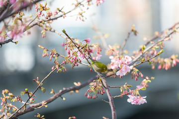 white-eye and Kawazu cherry tree