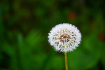 dandelion