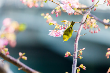 white-eye and Kawazu cherry tree