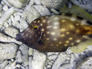 Fischportrait