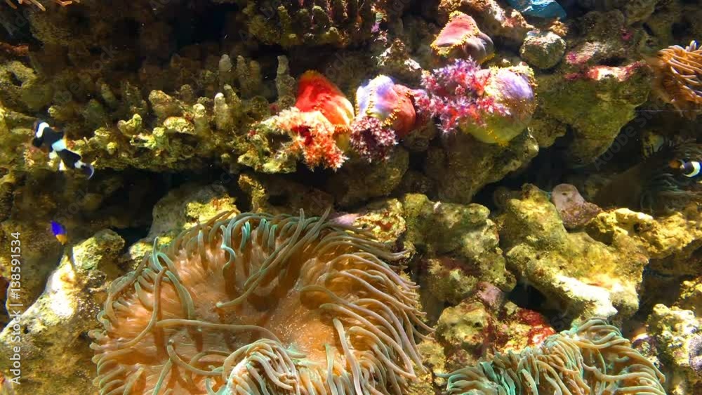 Wall mural Small Colorful Deep Sea Coral Fish In Aquarium - Wall murals