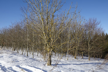 Fototapeta na wymiar Kahle Bäume im Schnee