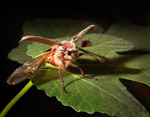 Fly of сhafer (Melolontha)