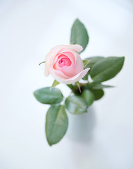 Top view of single beautiful pink rose in the green porcelain vase with window light, soft focus, copy space.