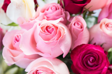Bunch of big pink red rose