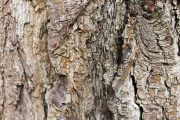 Tree Trunk Background