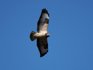 Common buzzard (Buteo buteo)