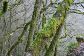 Silence in the woods
