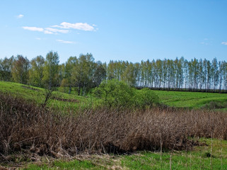 Obraz premium a ravine surrounded by forest