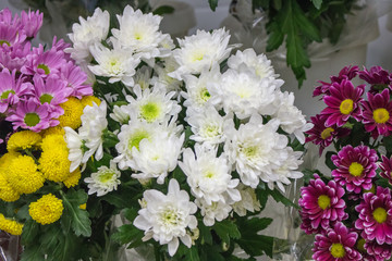 Obraz na płótnie Canvas Fresh big white chrysanthemum closeup