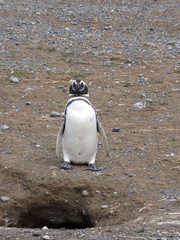 Magellanic Penguin, Spheniscus magellanicus, Isla Magdalena, Patagonia, Chile