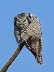 Northern hawk-owl (Surnia ulula)