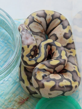 A newly hatched royal / ball python with empty egg and remains of yolk sac
