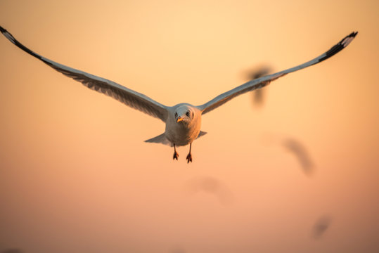 seagulls flying freely on the sky at sunset