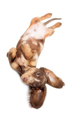 Small dachshund dog