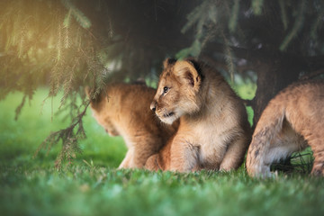Young lion cub in the wild