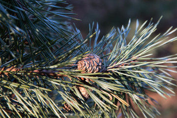 Naklejka na ściany i meble Kieferzapfen an einen Zweig Pine cones on a branch