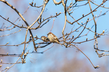 sparrows in the spring