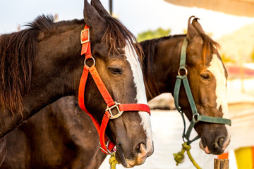 Obraz premium Beautiful shot of Horse head standing in a stable