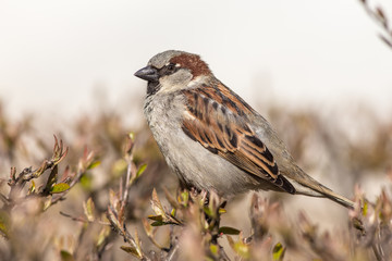 Fototapeta premium sparrow close up