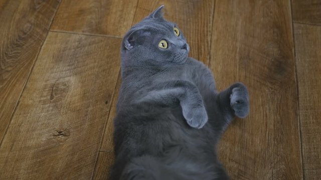 British cat lying on the floor on his back, trying to sleep. British cat happy
