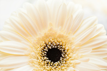 Macro image of white gerbera