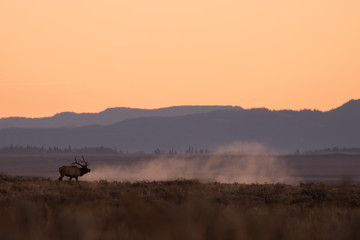Obraz na płótnie Canvas Bull Elk