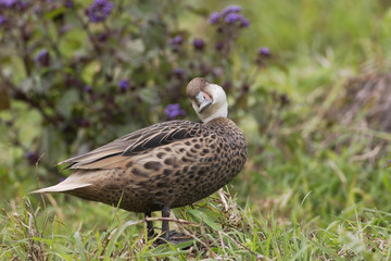White-cheeked pintail (Anas bahamensis), Highlands, Santa Cruz, Galapagos Islands
